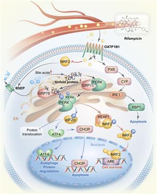 Involvement of endoplasmic reticulum stress in rifampicin-induced liver injury